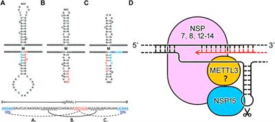 How the Replication and Transcription Complex Functions in Jumping Transcription of SARS-CoV-2